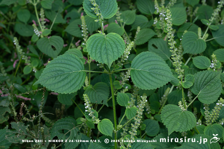 エゴマの葉　横須賀市・長坂緑地（沢山池の里山）　2025/10/19