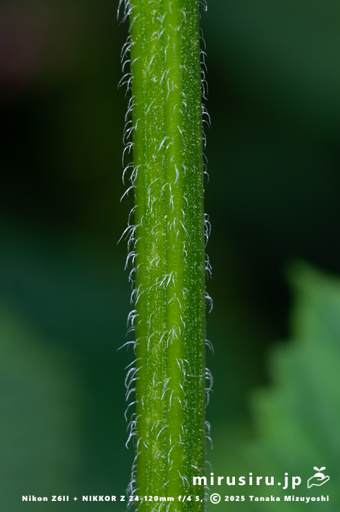 エゴマの茎　横須賀市・長坂緑地（沢山池の里山）　2025/10/19