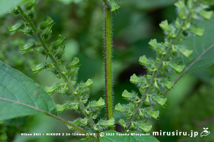 エゴマの茎　茅ヶ崎市・清水谷　2025/10/27