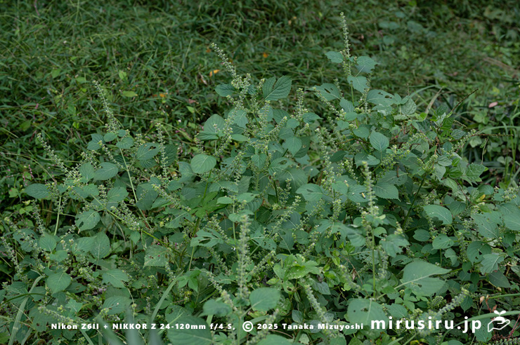 花が咲き終わったエゴマ　茅ヶ崎市・清水谷　2025/10/27