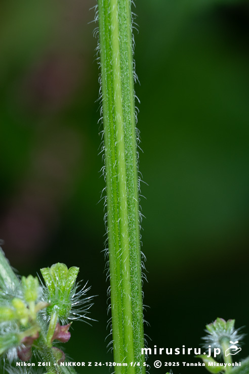 エゴマの茎　茅ヶ崎市・清水谷　2025/10/27