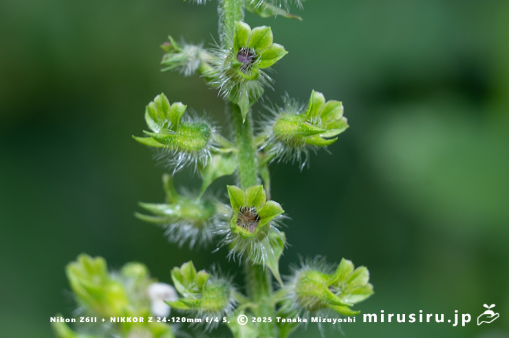 エゴマの熟してきた実　茅ヶ崎市・清水谷　2025/10/27