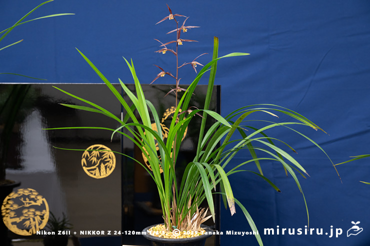 開花中のカンラン　鎌倉市・大船フラワーセンター・「寒蘭展」　2025/11/15