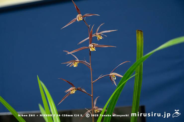 カンランの花　鎌倉市・大船フラワーセンター・「寒蘭展」　2025/11/15