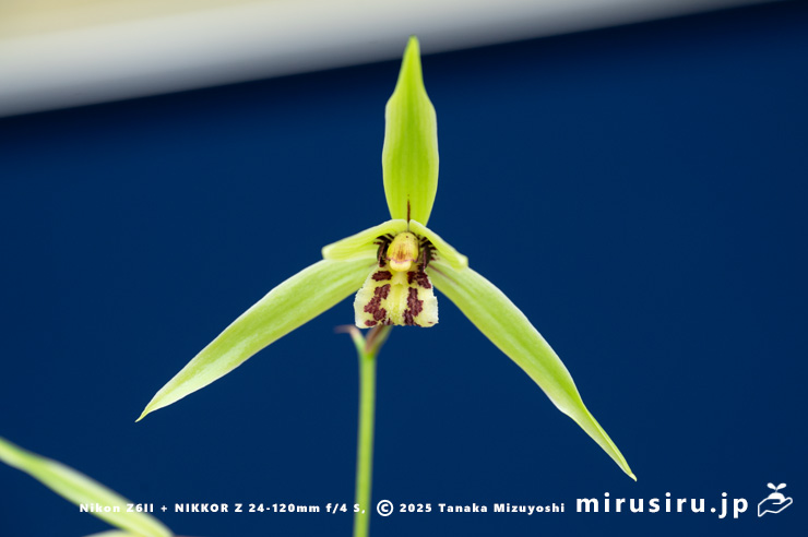 カンランの花　鎌倉市・大船フラワーセンター・「寒蘭展」　2025/11/15