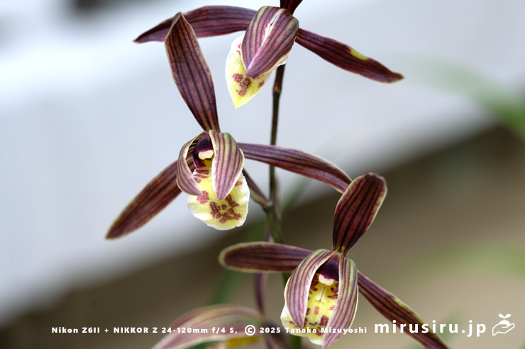 カンランの花　鎌倉市・大船フラワーセンター・「寒蘭展」　2025/11/15