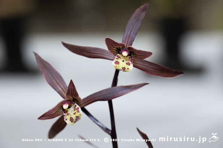 カンランの花　鎌倉市・大船フラワーセンター・「寒蘭展」　2025/11/15