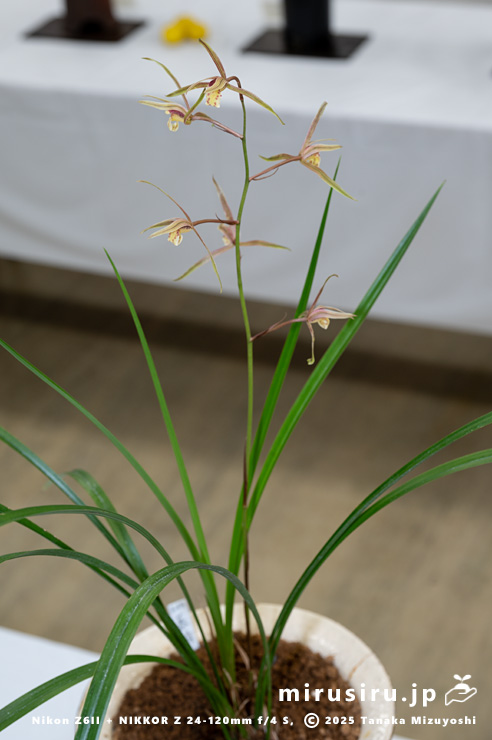 開花中のカンラン　鎌倉市・大船フラワーセンター・「寒蘭展」　2025/11/15