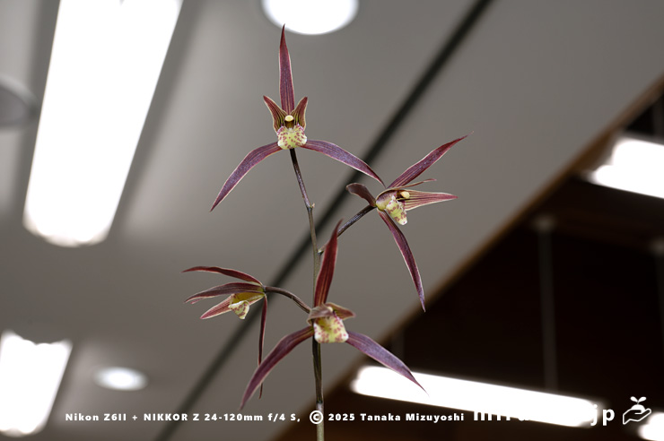 カンランの花　鎌倉市・大船フラワーセンター・「寒蘭展」　2025/11/15