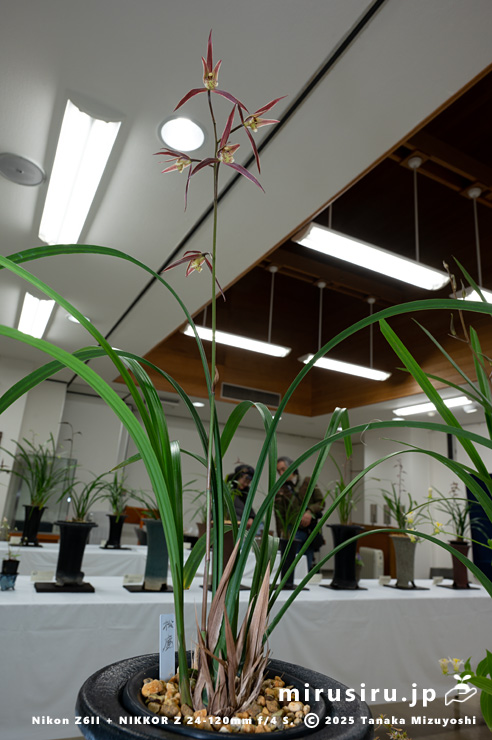 開花中のカンラン　鎌倉市・大船フラワーセンター・「寒蘭展」　2025/11/15