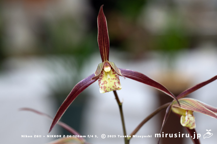 カンランの花　鎌倉市・大船フラワーセンター・「寒蘭展」　2025/11/15