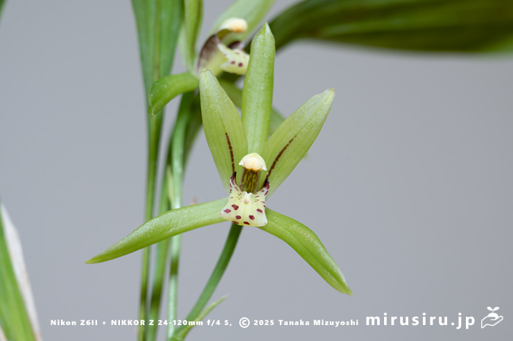 アキザキナギランの花　鎌倉市・大船フラワーセンター・「寒蘭展」　2025/11/15