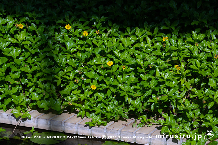 アメリカハマグルマの開花中の群落 鎌倉市・大船フラワーセンター 2025/11/15