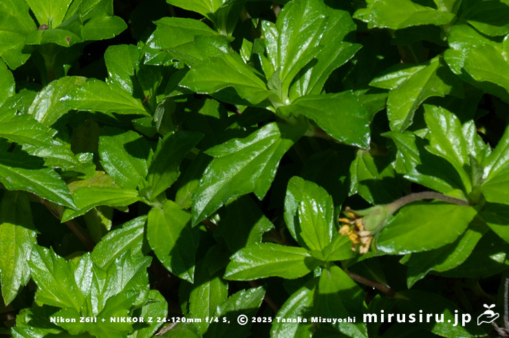 アメリカハマグルマの葉 鎌倉市・大船フラワーセンター 2025/11/15