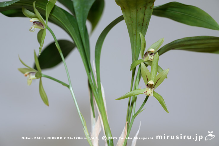 アキザキナギラン