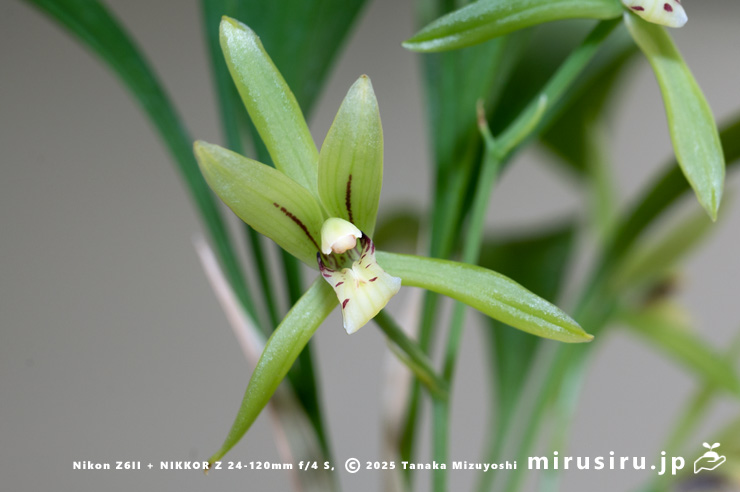 アキザキナギランの花　鎌倉市・大船フラワーセンター・「寒蘭展」　2025/11/15