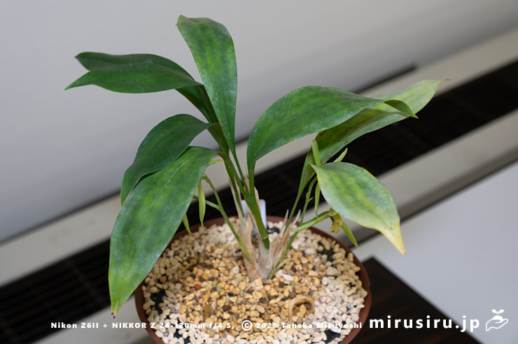 アキザキナギラン