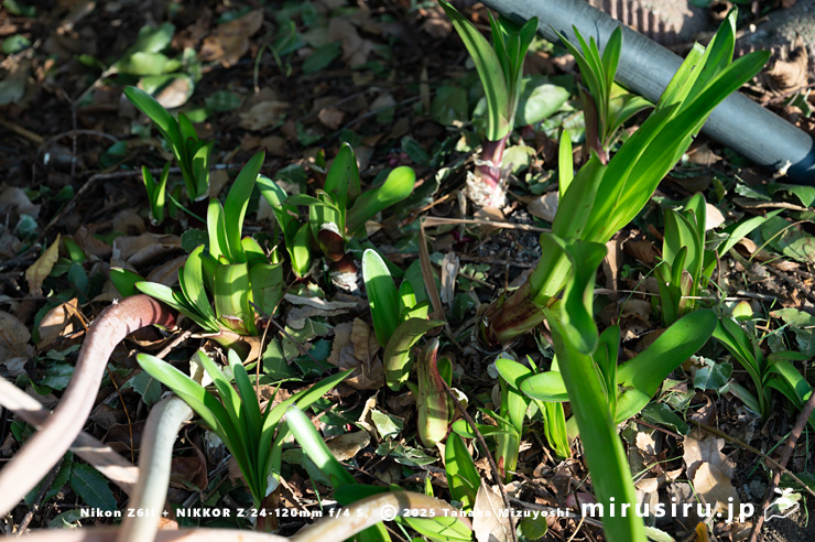 ホンアマリリス（ベラドンナ・リリー）の展葉　藤沢市・長久保公園　2025/11/23