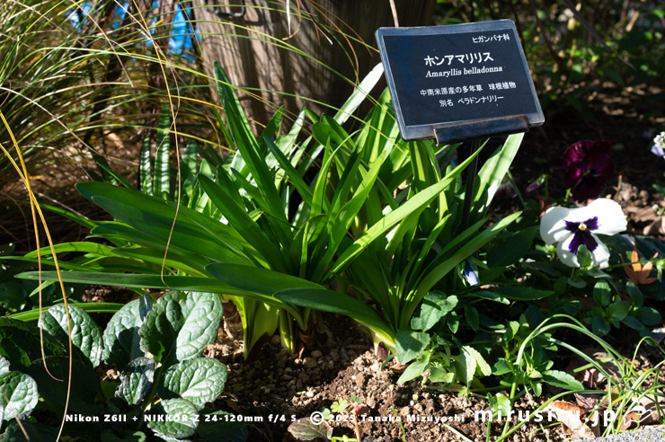 ホンアマリリス（ベラドンナ・リリー）の展葉　横浜市南区・横浜市こども植物園　2025/11/28