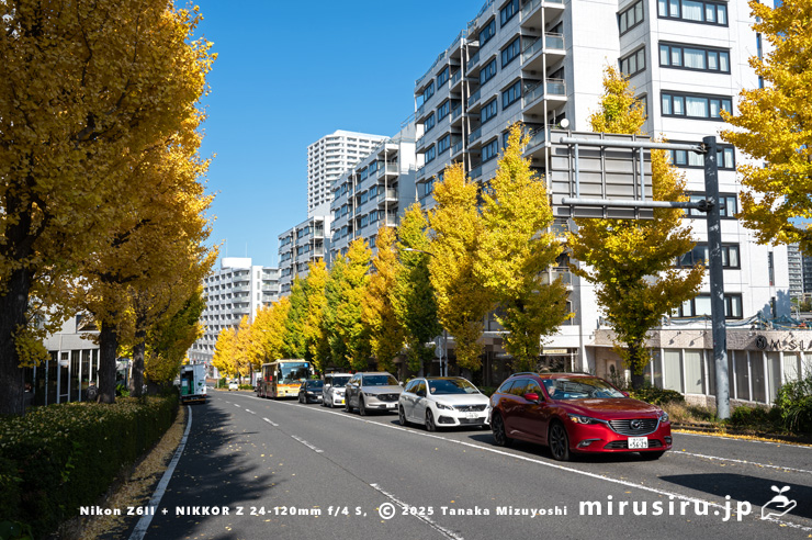 イチョウ並木の黄葉　横浜市戸塚区・東戸塚・「品濃町」交差点～「品濃小学校前」交差点　2025/11/28
