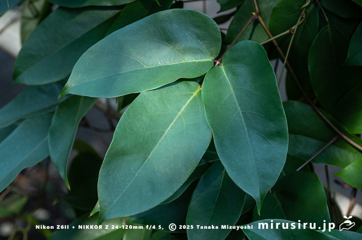 トビカズラの葉　相模原市南区・相模原公園　2025/11/29