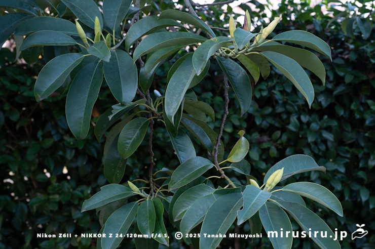 蕾を付けたミヤマガンショウ　相模原市南区・相模原公園　2025/11/29