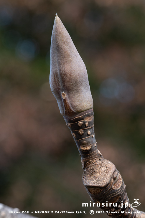 ホオノキの冬芽　相模原市南区・相模原公園　2025/11/29