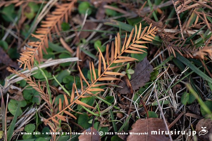 ラクウショウの紅葉　相模橋南区・相模原公園　2025/11/29