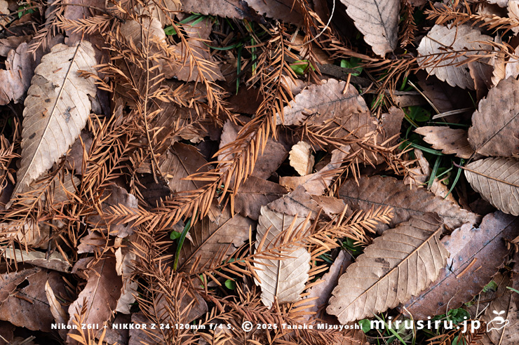 ラクウショウの紅葉　相模橋南区・相模原公園　2025/11/29