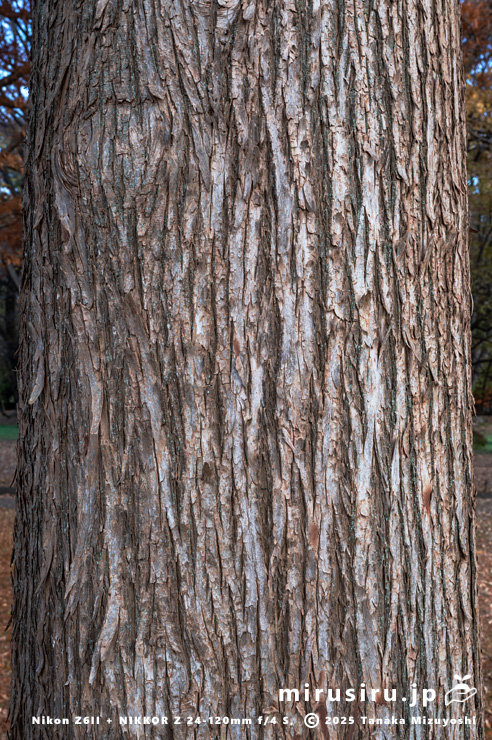 ラクウショウの幹（樹皮）　相模原市南区・相模原公園　2025/11/29