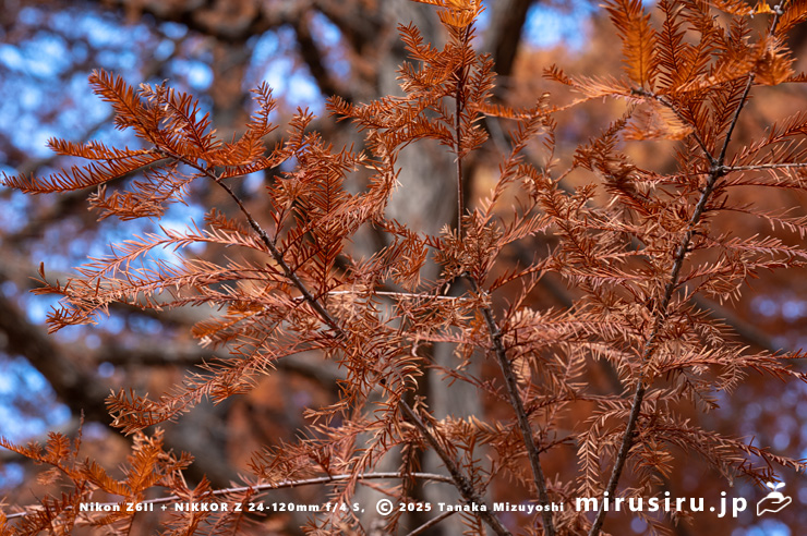 ラクウショウの紅葉　相模橋南区・相模原公園　2025/11/29