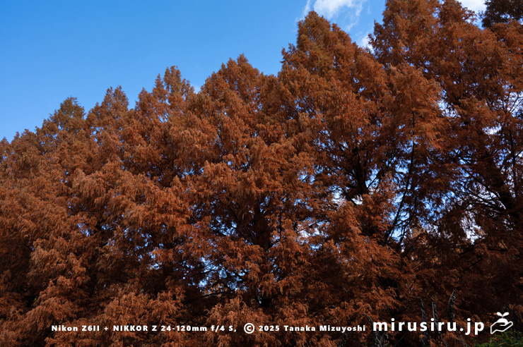 メタセコイアの紅葉　相模原市南区・相模原公園　2025/11/29