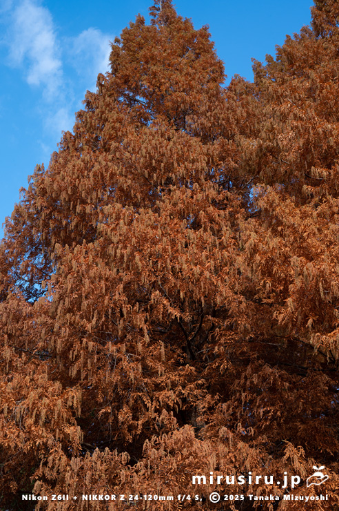 メタセコイアの紅葉　相模原市南区・相模原公園　2025/11/29