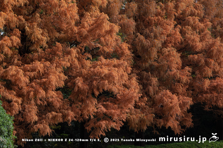 メタセコイアの紅葉　相模原市南区・相模原公園　2025/11/29