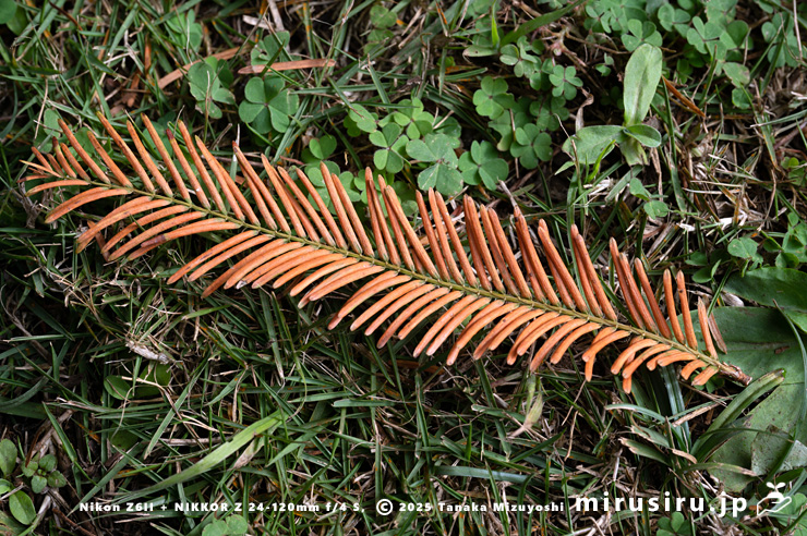 メタセコイアの枝ごと落ちた葉　相模原市南区・相模原公園　2025/11/29