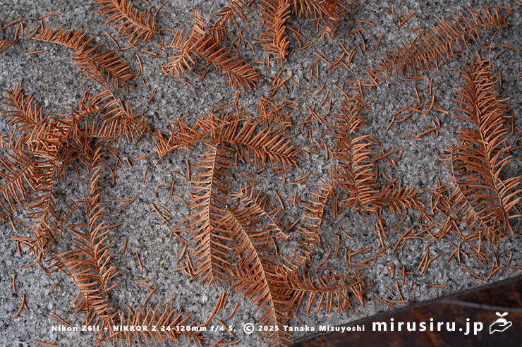 メタセコイアのばらけて落ちたり枝ごと落ちたりする葉　相模原市南区・相模原公園　2025/11/29