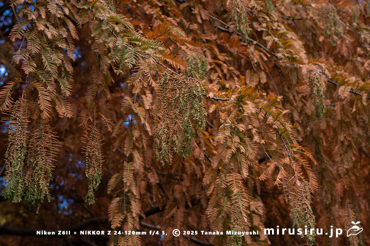 メタセコイアの紅葉時にぶら下げている雄花序の蕾　相模原市南区・相模原公園　2025/11/29