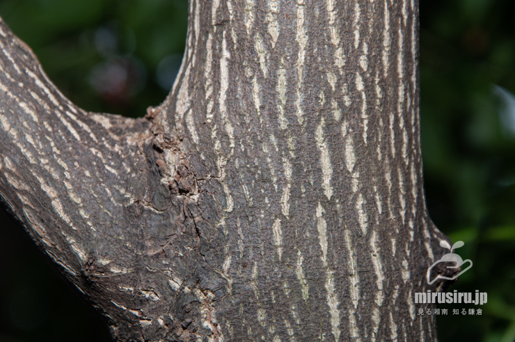 ゴンズイの幹（樹皮）　横浜市戸塚区平戸町　2016/10/07