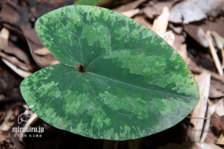 カントウカンアオイ