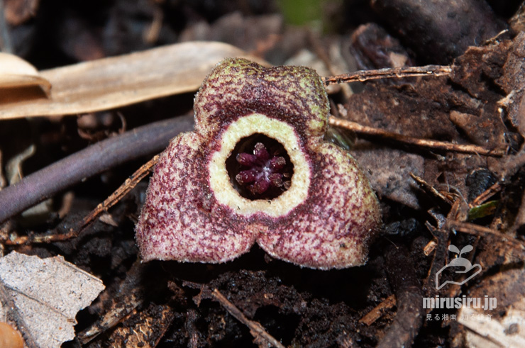 カントウカンアオイの実　藤沢市・新林公園　2017/01/11