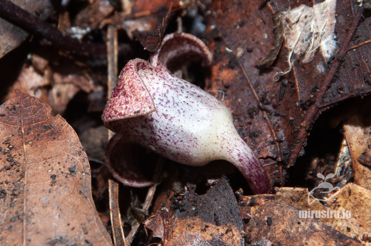 カントウカンアオイの実　藤沢市・新林公園　2017/01/11