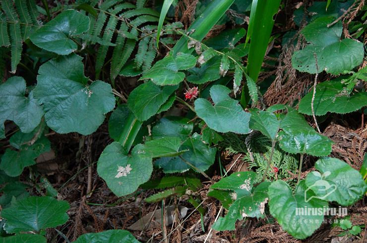 春になっても熟した実が一部残っているフユイチゴ　鎌倉市・建長寺・回春院　2017/03/05