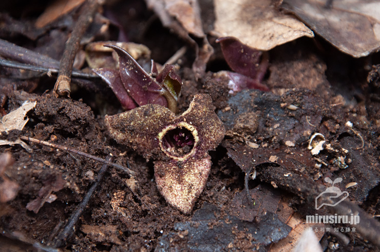 カントウカンアオイの実（と葉芽）　逗子市・森戸川源流　2017/03/05