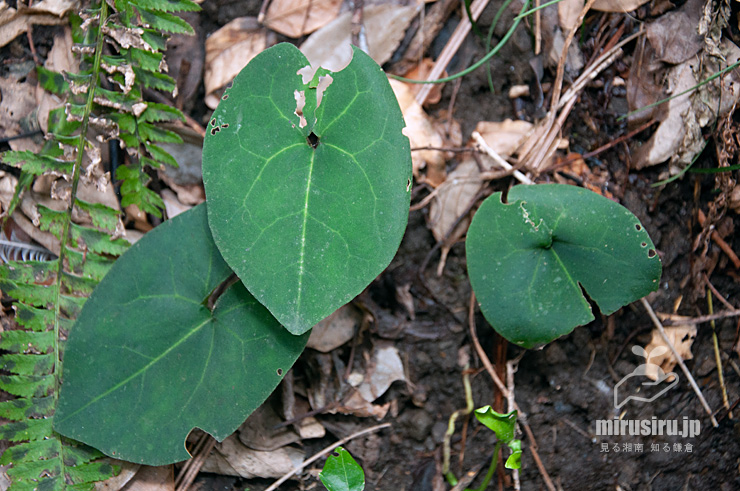 斑なしのカントウカンアオイ　逗子市・森戸川源流　2017/03/05