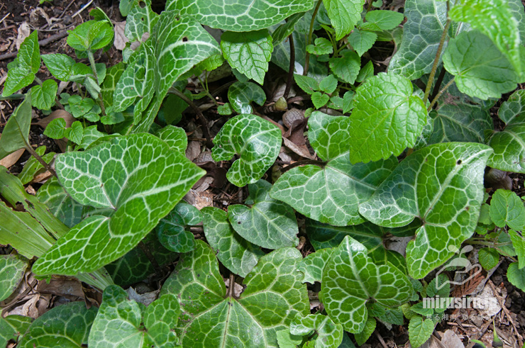 開花中のランヨウアオイ 横浜市戸塚区・俣野園 2017/04/13