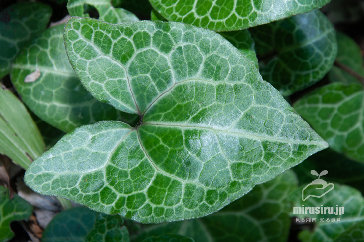 ランヨウアオイの葉 横浜市戸塚区・俣野園 2017/04/13