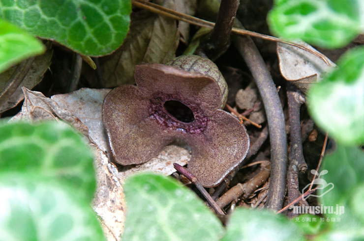 ランヨウアオイの花 横浜市戸塚区・俣野園 2017/04/13