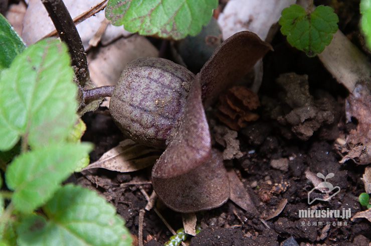 ランヨウアオイの花 横浜市戸塚区・俣野園 2017/04/13