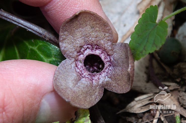 ランヨウアオイの花のサイズ感 横浜市戸塚区・俣野園 2017/04/13