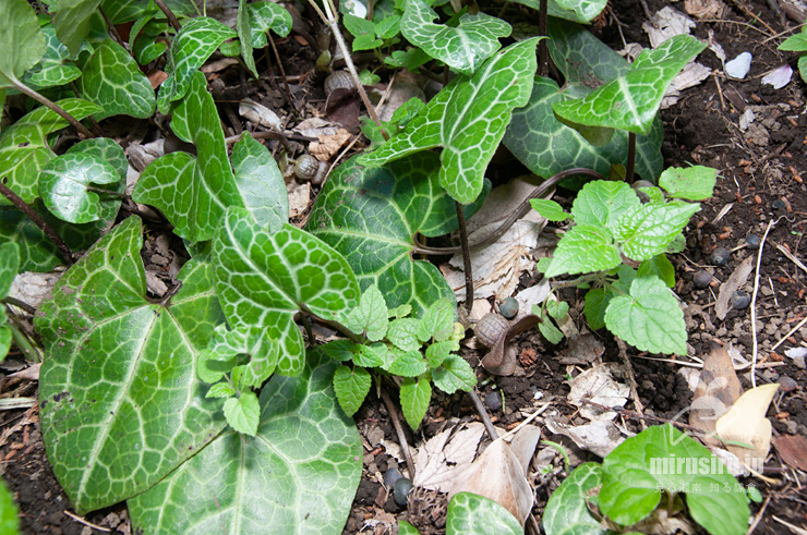 開花中のランヨウアオイ 横浜市戸塚区・俣野園 2017/04/13